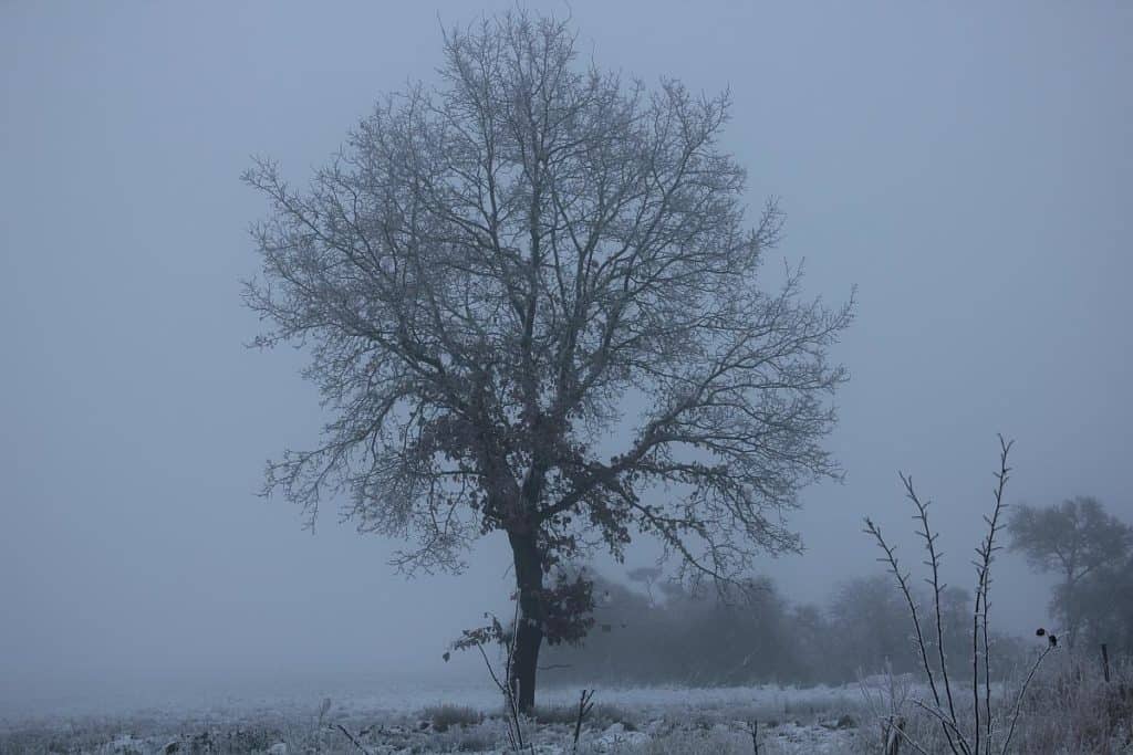 Ab Samhain bereitet sich Mutter Natur auf den Winter vor