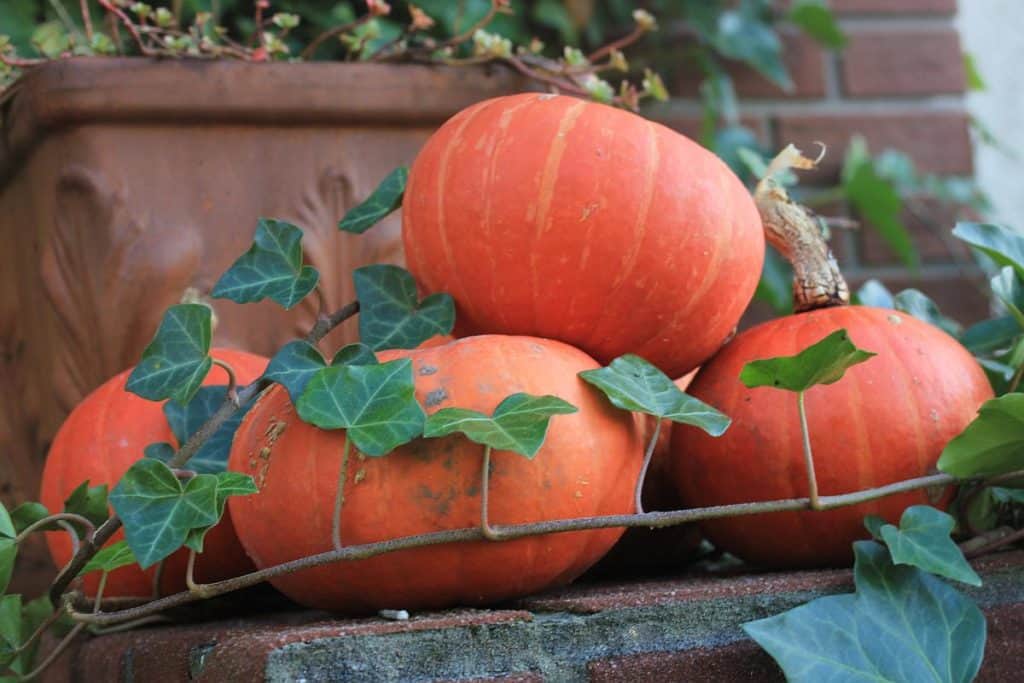 Samhain Kürbisse