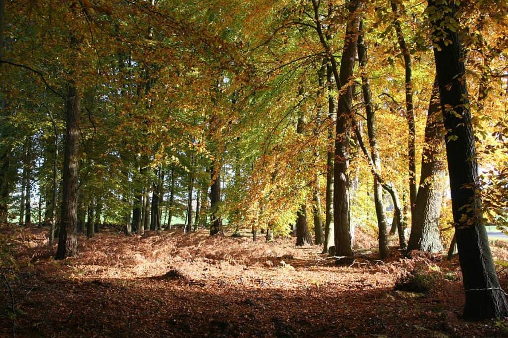 Der wald zu Samhain