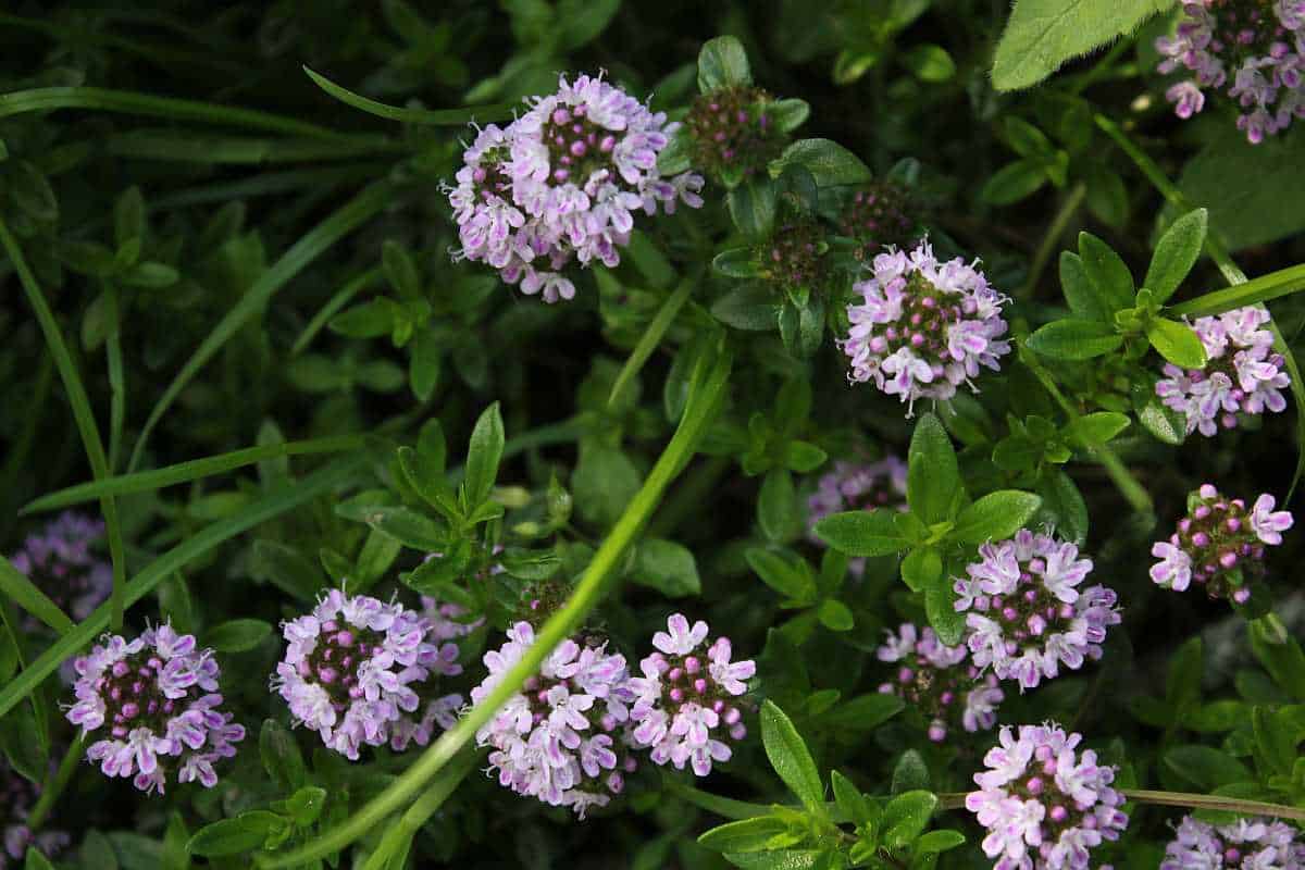 Thymian Räucherwerk