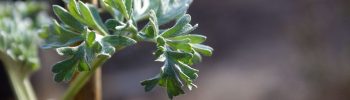 Der Wermut in der Kräuterkunde, Brauchtum und Naturgarten