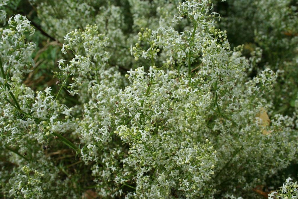 Wiesen-Labkrautblüte