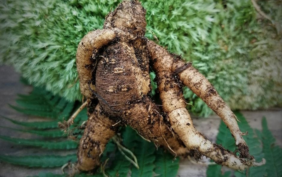 Die Alraune als Zauberpflanze