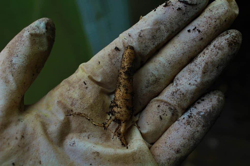 Junge Alraunenwurzel