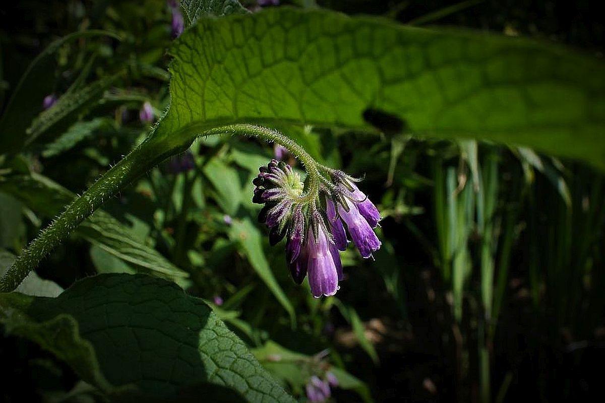 Der echte Beinwell als Pflanzen-Steckbrief