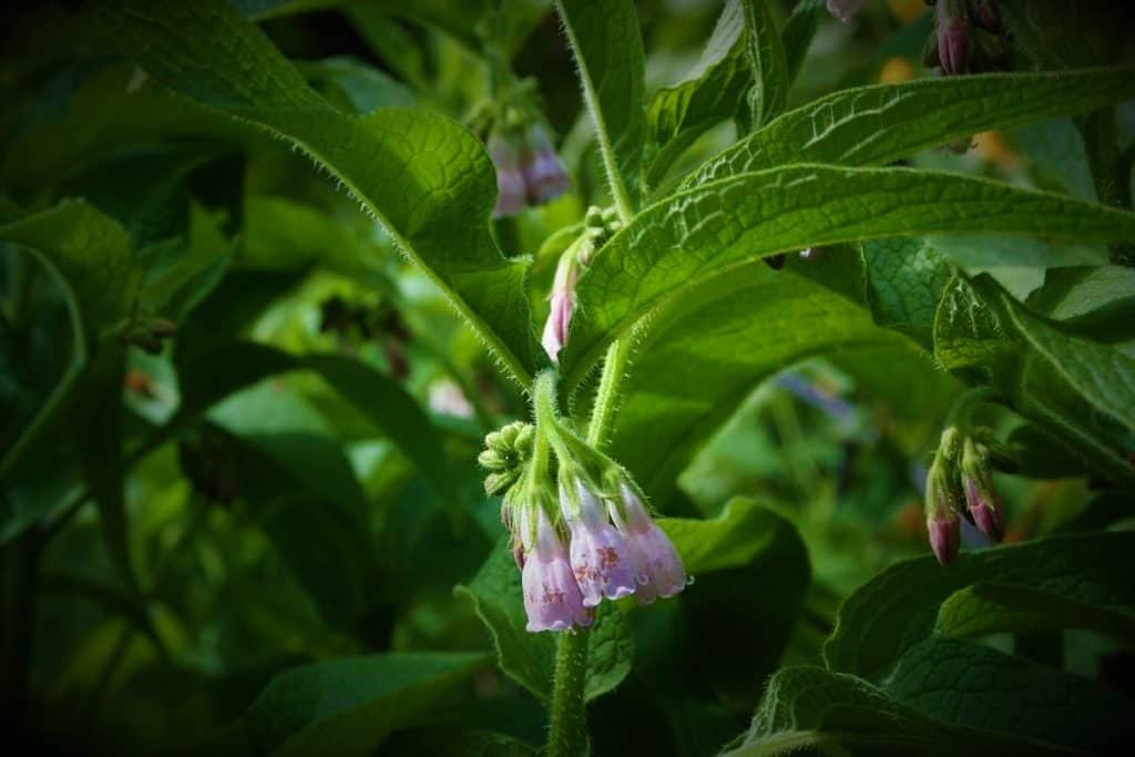 Futterbeinwell Comfrey