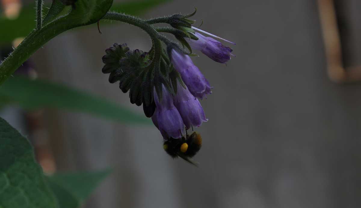 Beinwell mit Hummel
