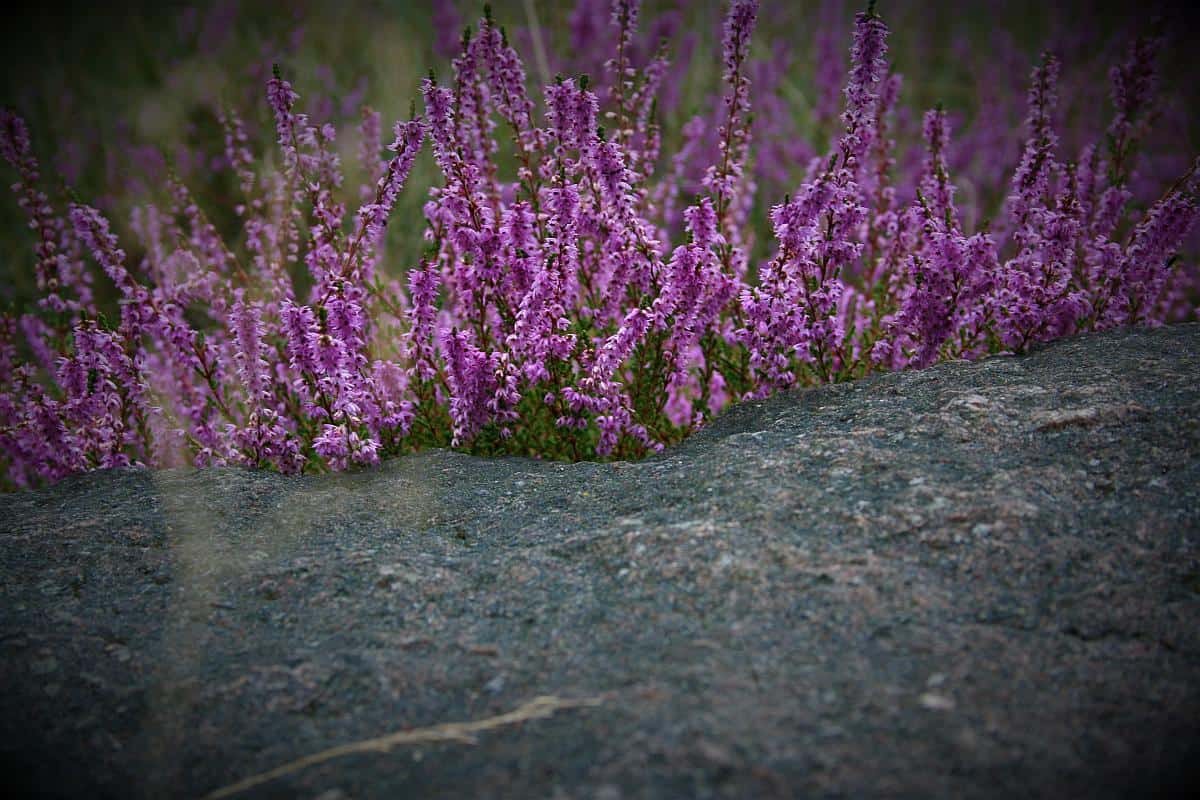 Besenheide