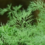 dill
