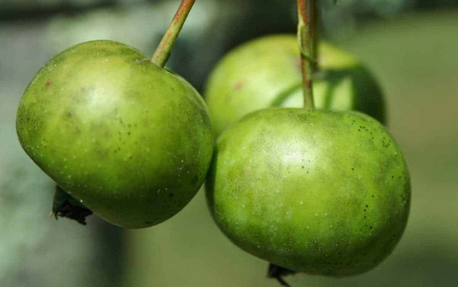 Mit dem Holzapfel räuchern