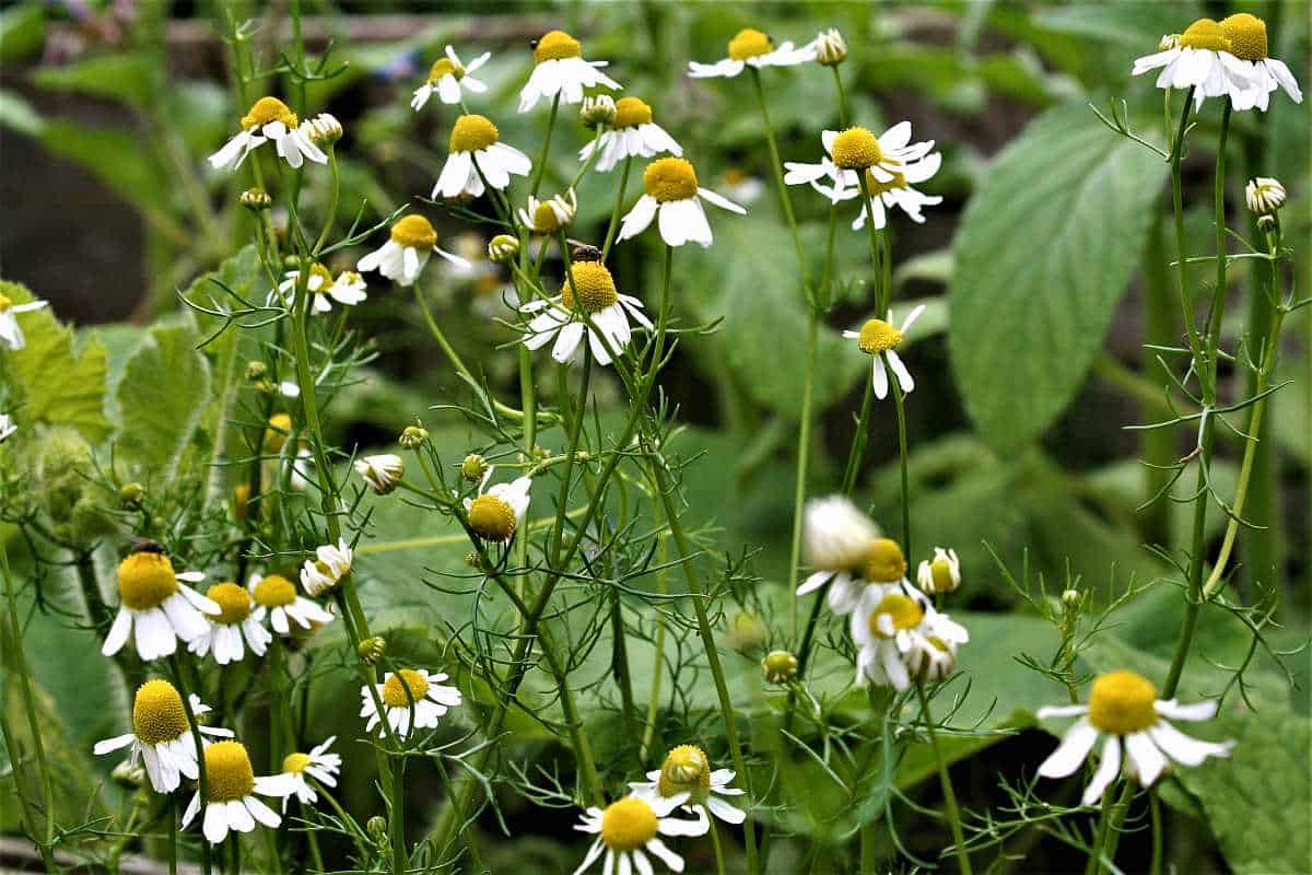 Pflanzen-Steckbrief: Die Kamille
