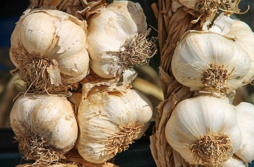 Pflanzen-Steckbrief: Der Knoblauch
