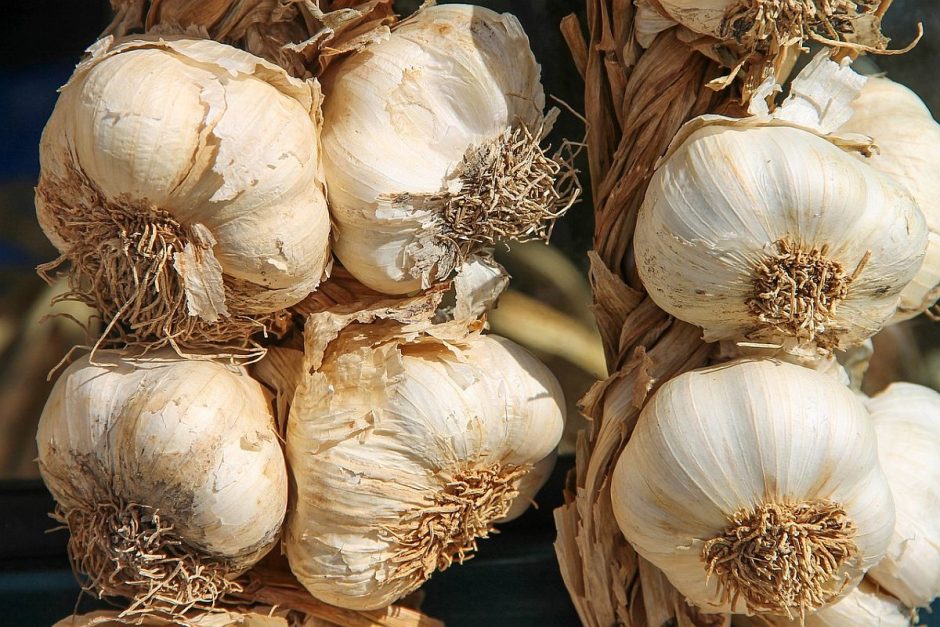 Knoblauch im Naturgarten pflanzen