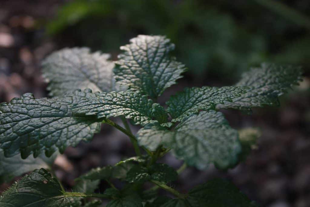 Mit der Melisse räuchern