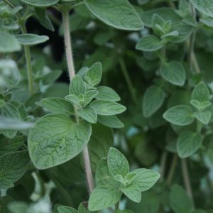 Blätter des syrischen Oregano