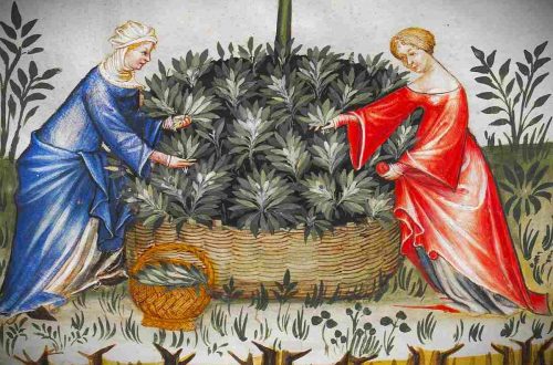 Wildkräuter sammeln im Dezember | Julmond