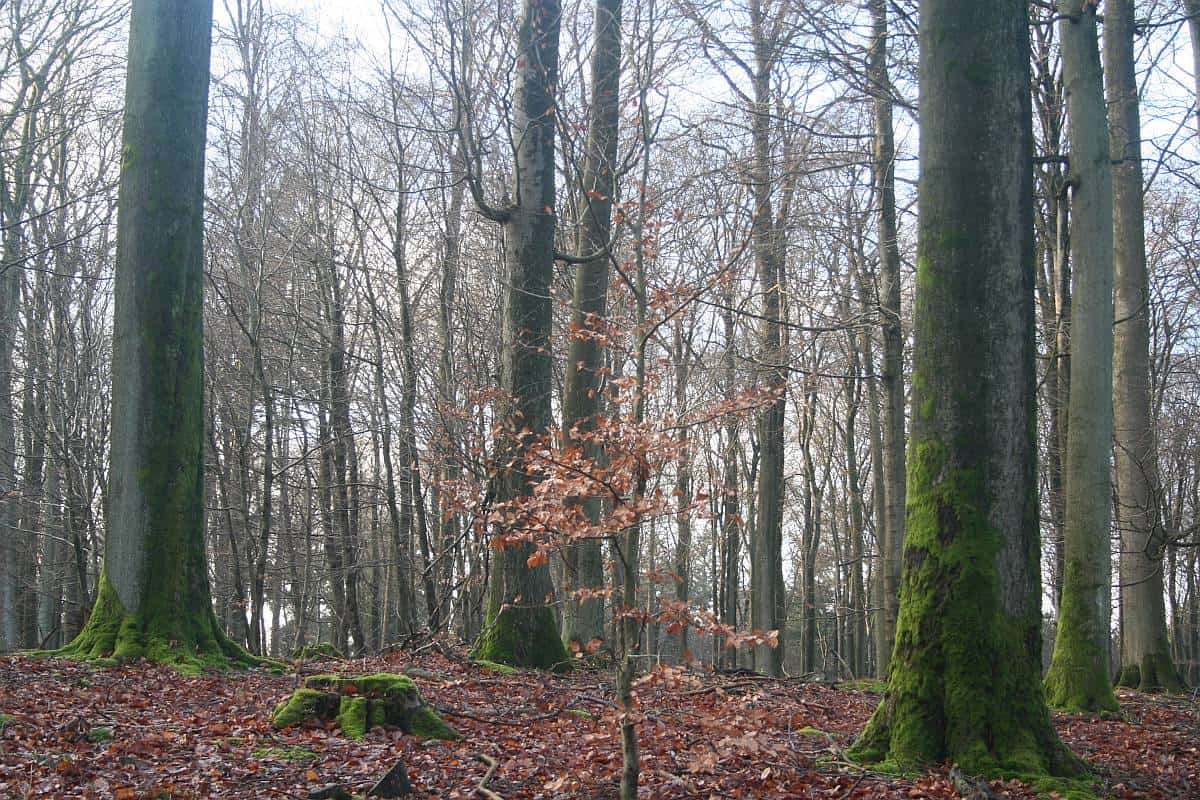 Buchen Räucherwerk
