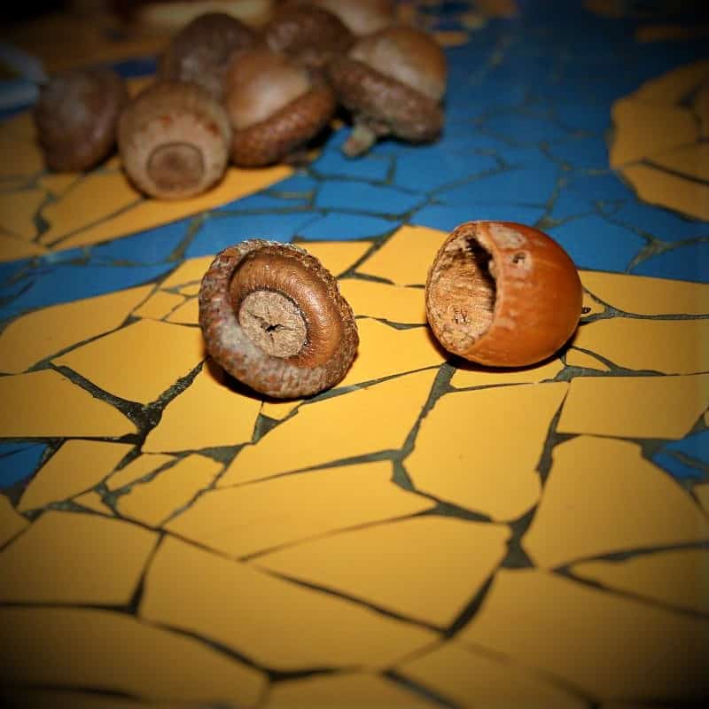Offene Eichel für ein Kräuteramulett