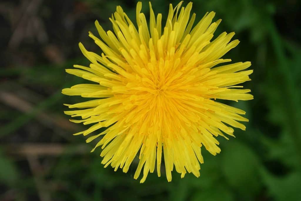 löwenzahnblüte