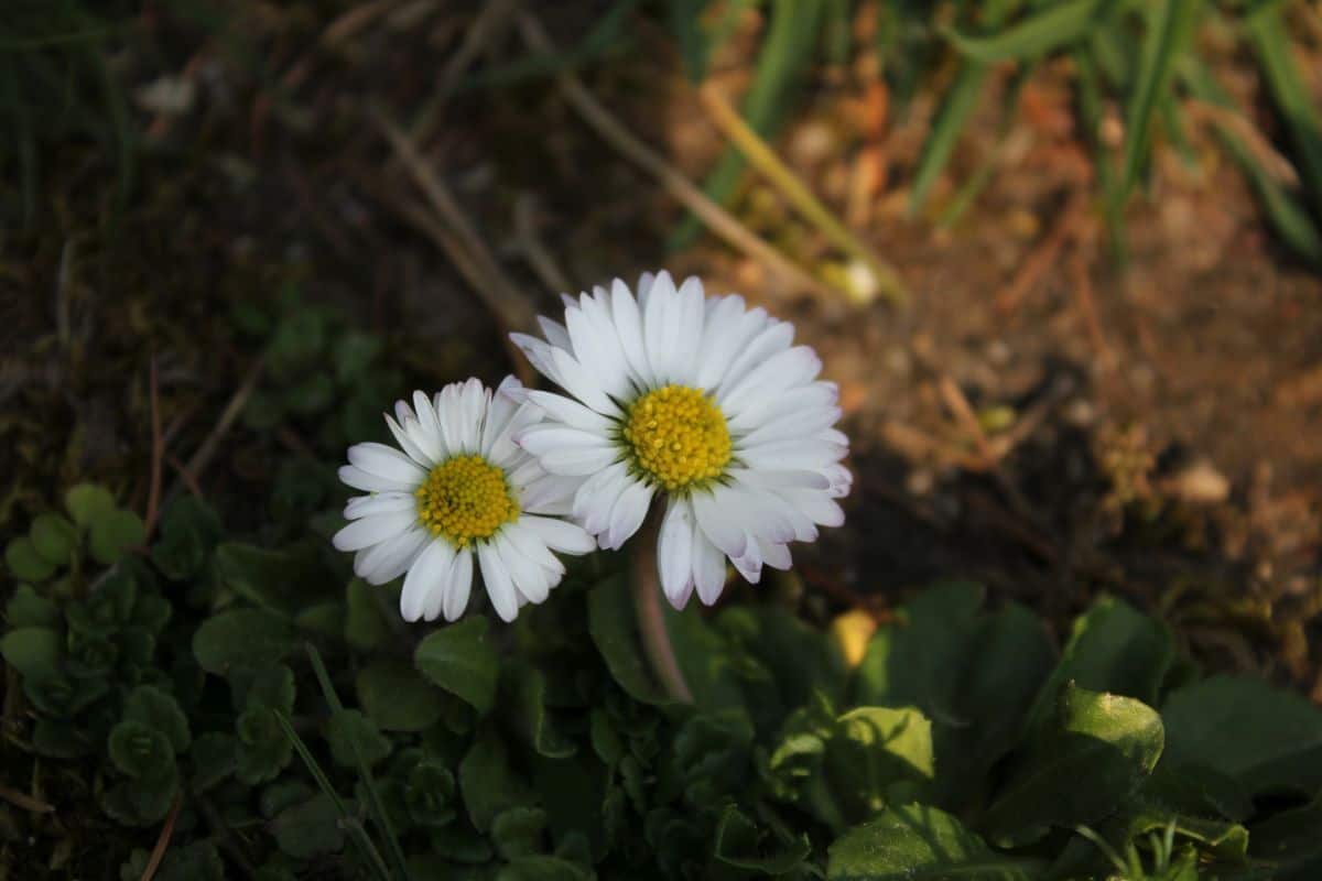 Gänseblümchen-Gelee | Frühlingsküche