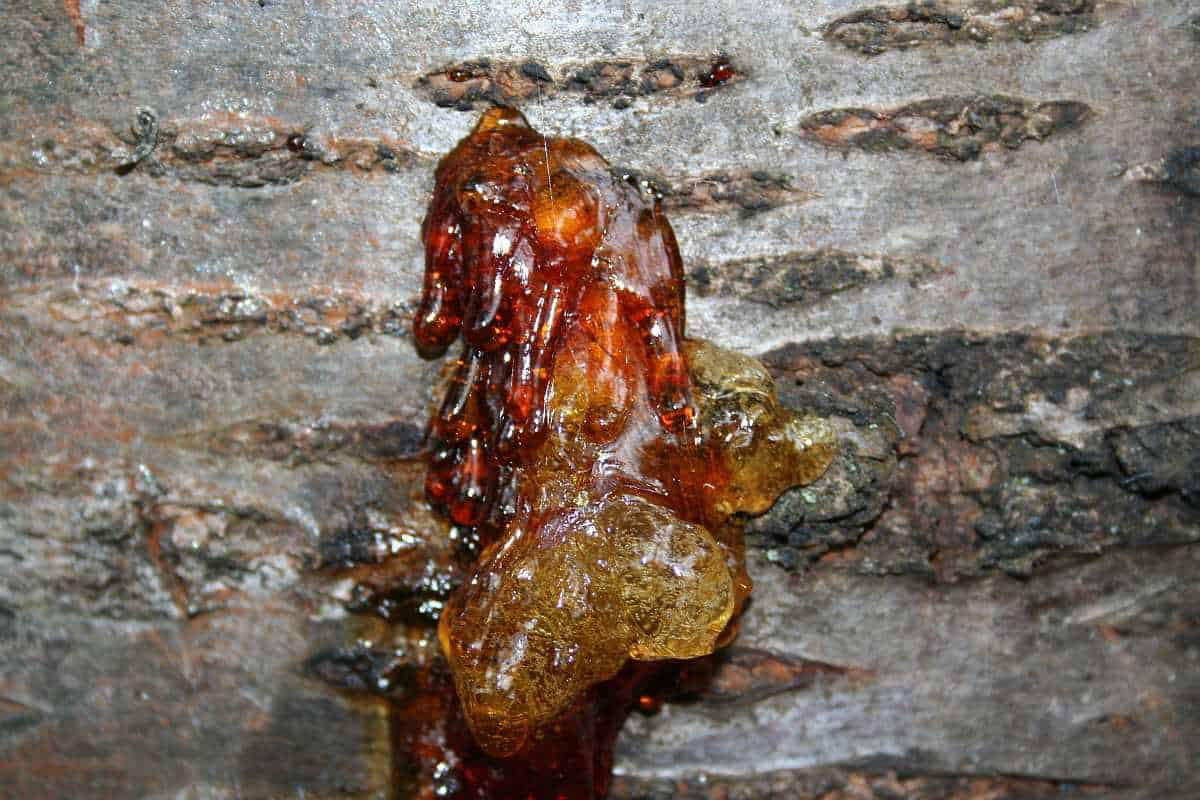 Kirschgummi Räucherwerk