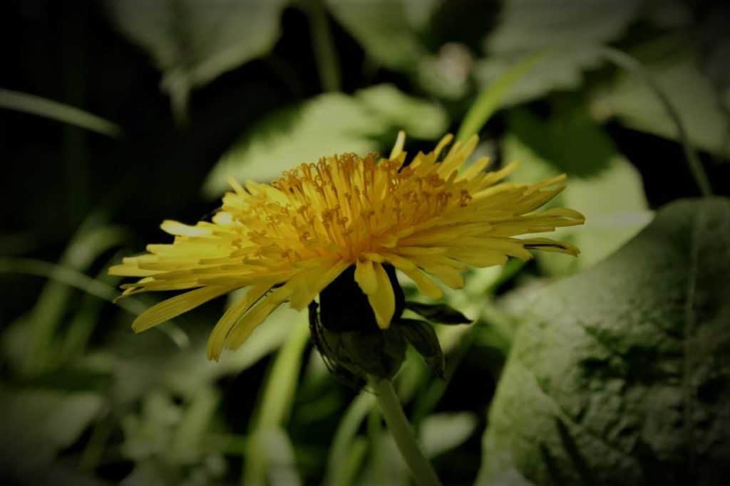 Löwenzahn räuchern