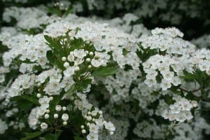 (Weissdornblüten)