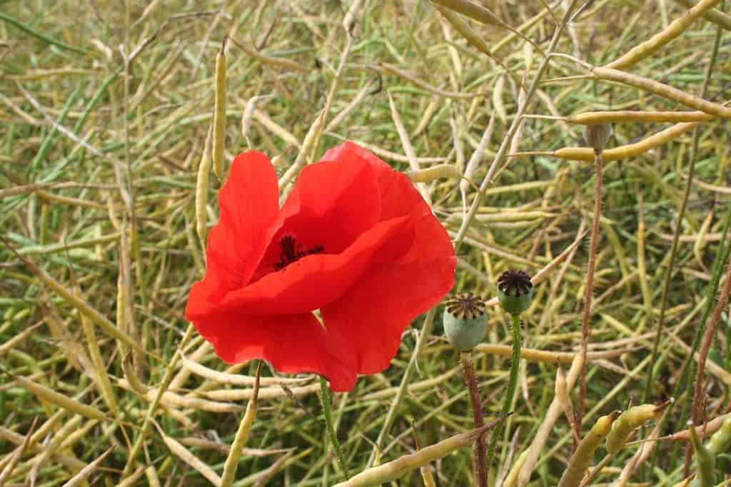 Klatschmohnblüte