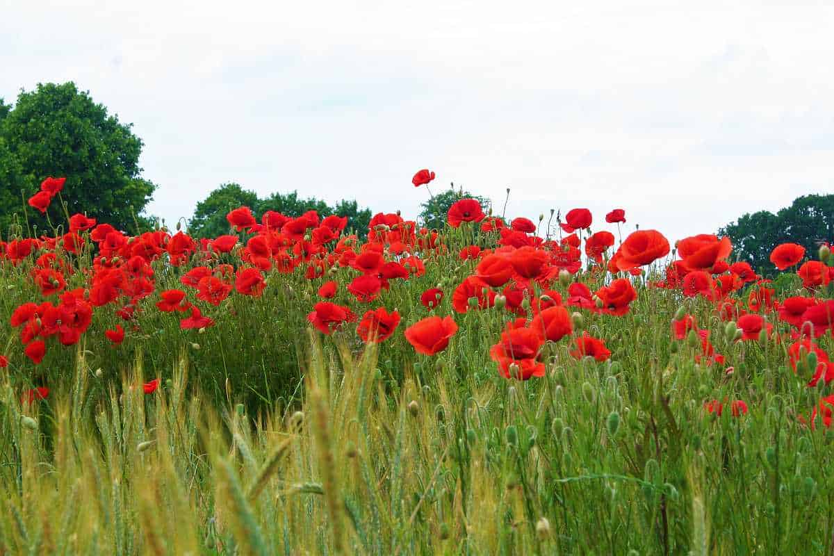 Mohnblüten-Öl gegen Insektenstiche