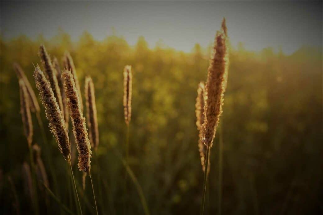 sommersonnenwende