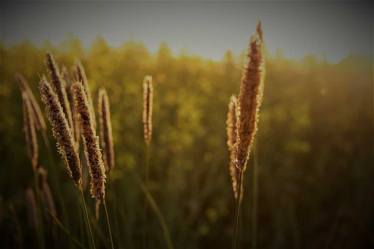 Die Sommersonnenwende