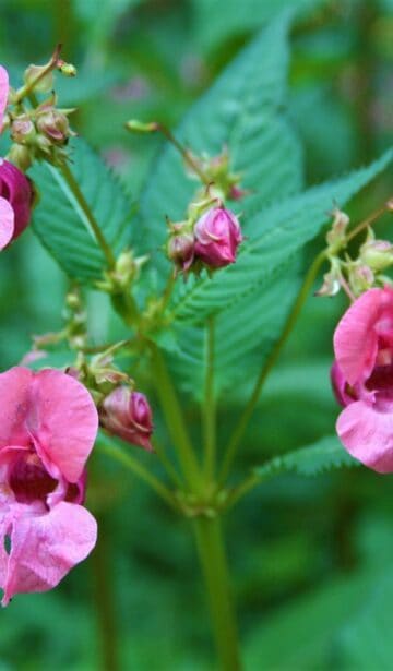 Indisches Springkraut