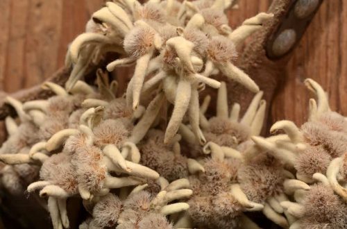 Edelweiss Räucherwerk