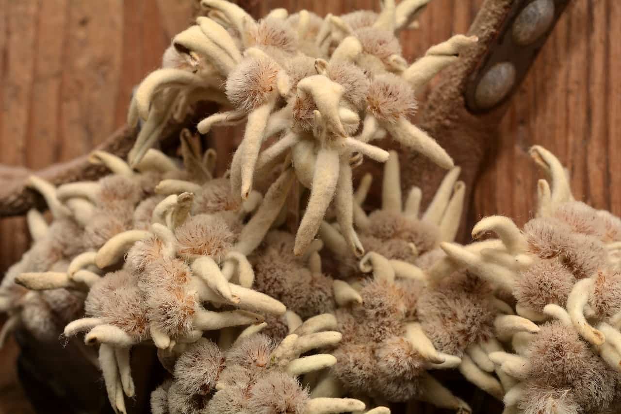 Edelweiss räuchern