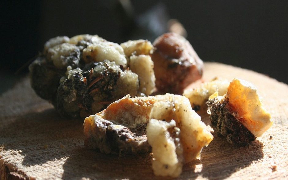 Fichtenharz wird auch Kaupech genannt und war bei den Holzfällern sehr beliebr