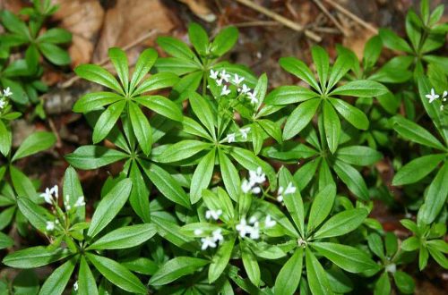 Waldmeistergelee | Frühlingsküche