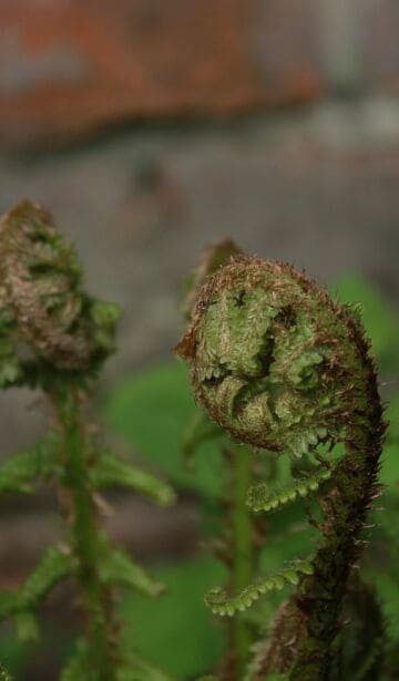 Zusammengerollte Farnwedel