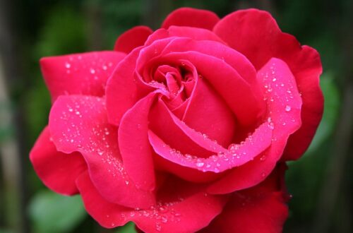 Orientalisches Rosenwasser