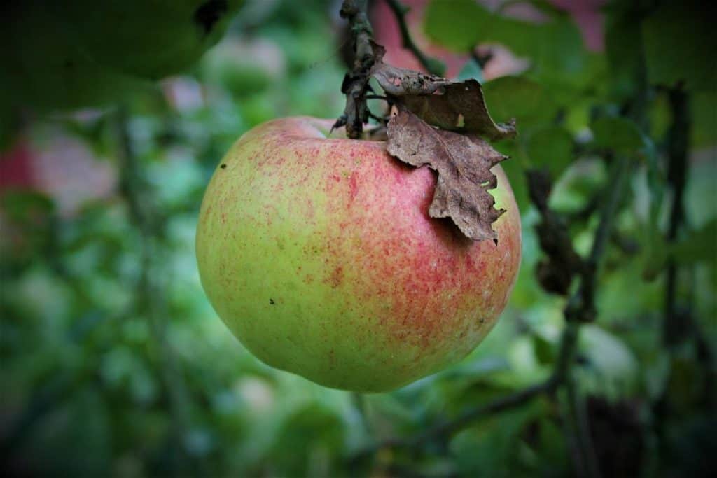 Äpfel zum Erntedankfest