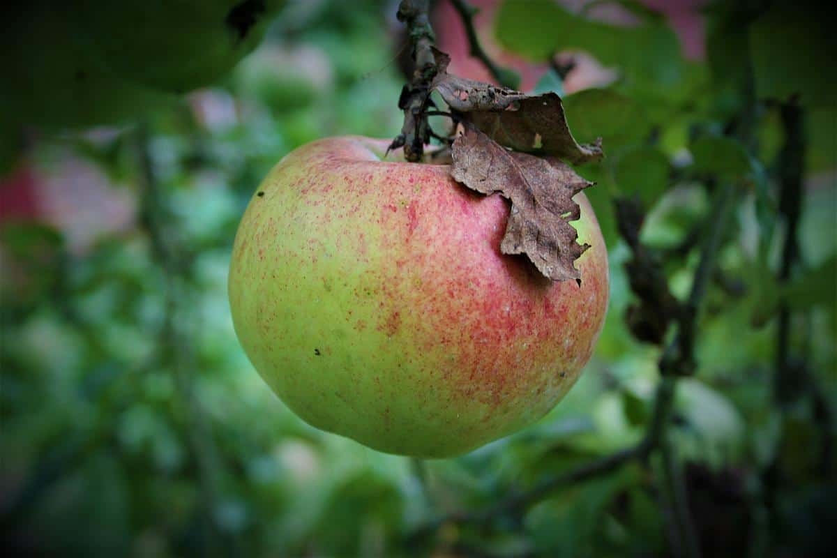Äpfel Erntedankfest Äpfel zum Erntedankfest