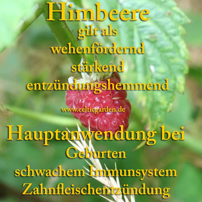 Himbeere Steckbrief