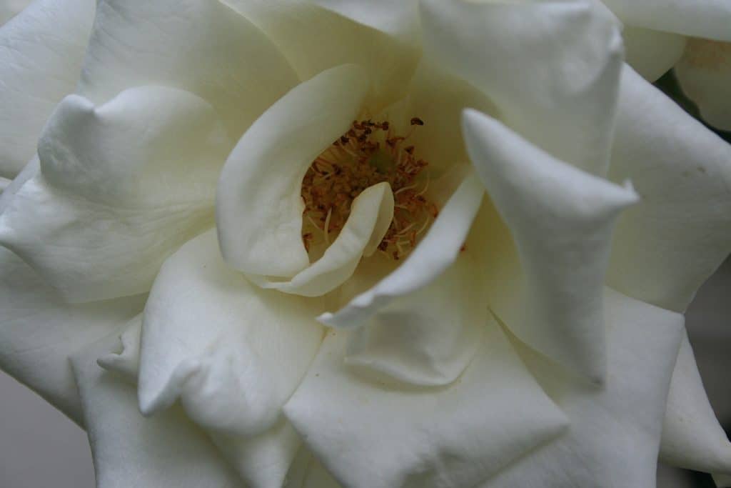 Weisse Rosen in der Herbst-Tagundnachtgleiche
