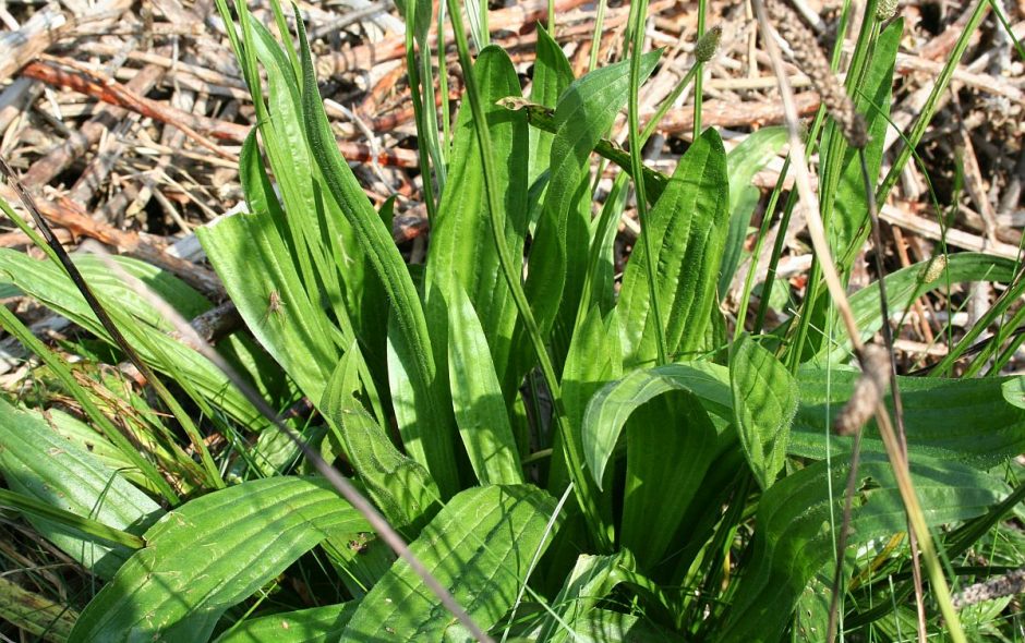 Spitzwegerichsalbe selbermachen