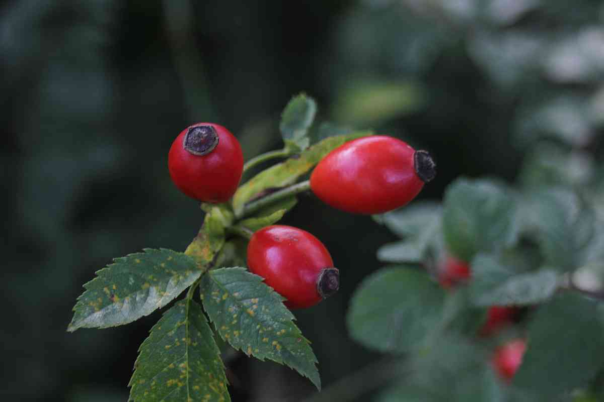 Hagebuttensirup | Winterküche