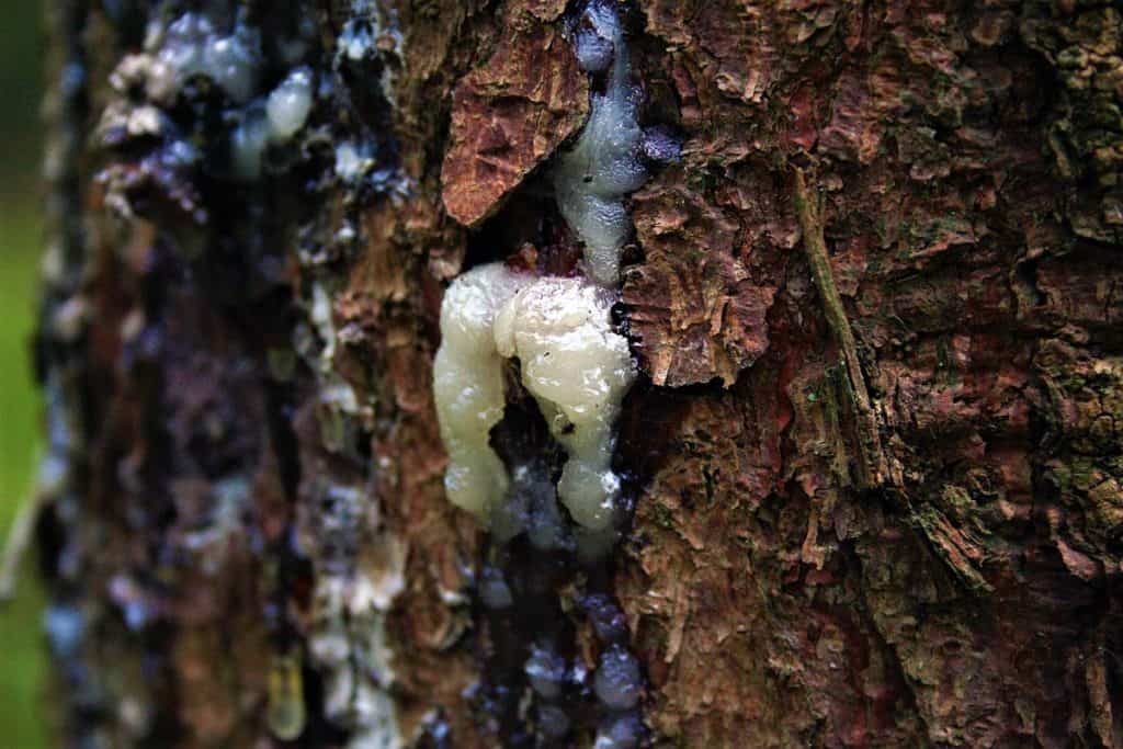Fichtenharz für ein nordisches Räucherwerk