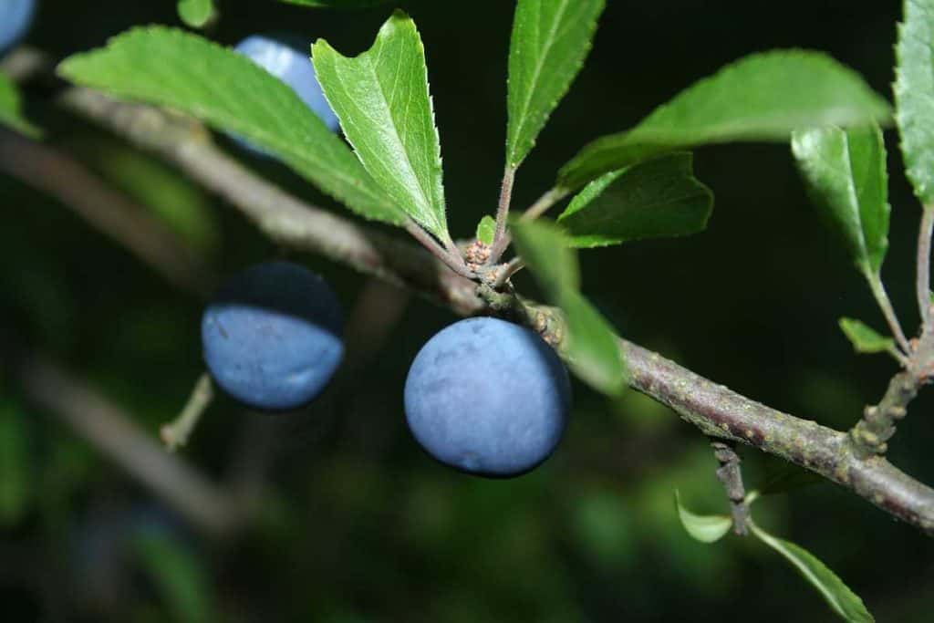 Schlehensirup als Stärkungsmittel