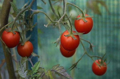 Tomatenanzucht | Ein Leitfaden für Anfänger