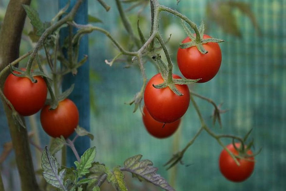 Tomaten