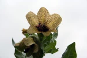 bilsenkrautblüte