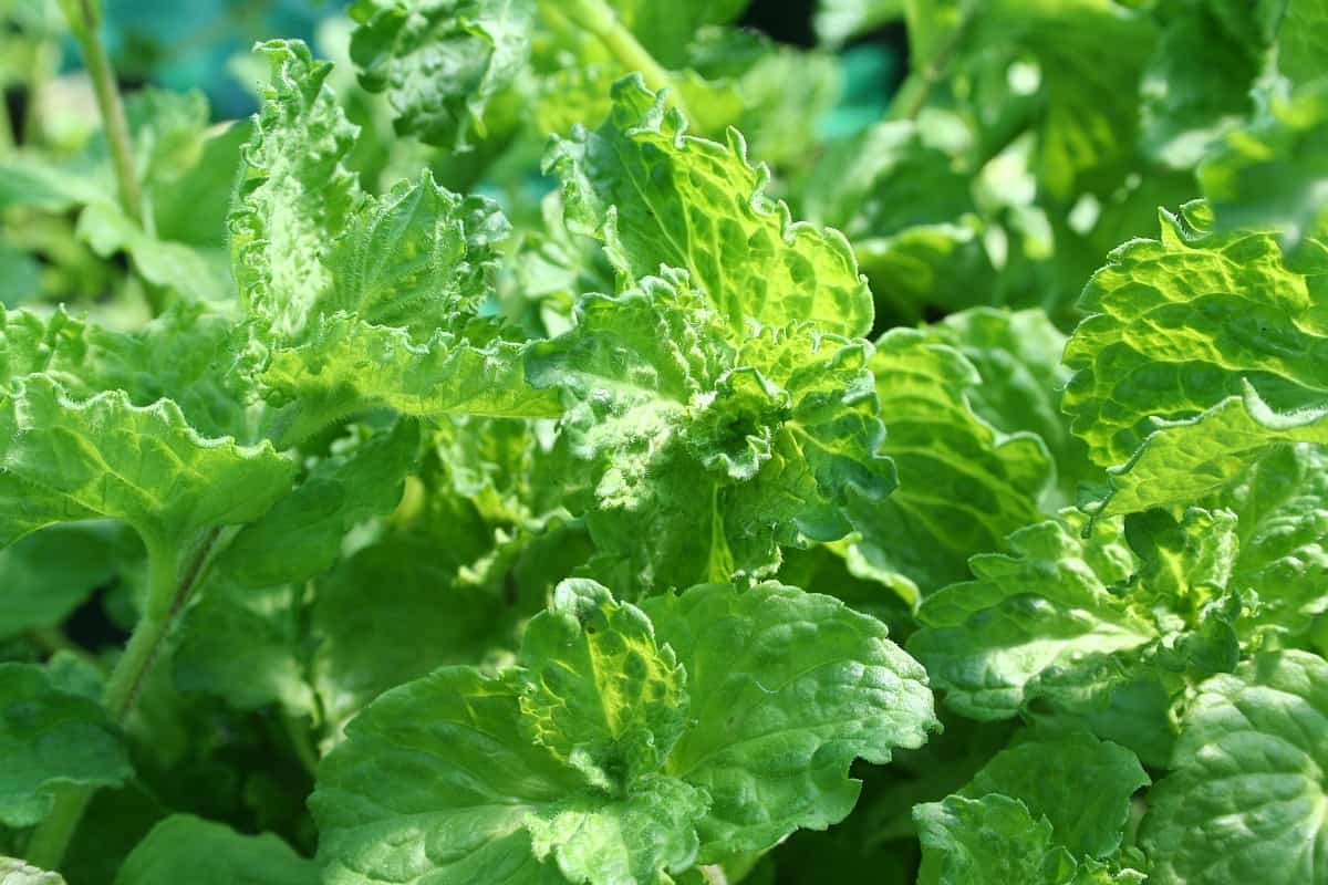 Welt der Minzen: Krause Minze